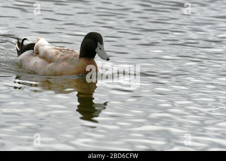 Männliche Gelbe Schwedenente im Teich Maryland USA Stockfoto