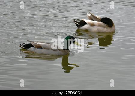 Männliche Gelbe Schwedin und Mallard-Ente, die in einem großen Teich zusammenwehen Stockfoto