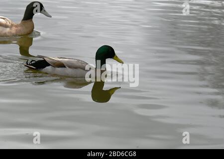 Männliche Gelbe Schwedin und Mallard-Ente, die in einem großen Teich zusammenwehen Stockfoto