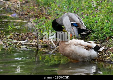 Männliche Gelbe Schwedische und Mallard Duck entlang der Küste Stockfoto