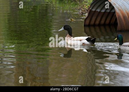 Männliche Gelbe Schwedin und Mallard-Ente, die in einem großen Teich zusammenwehen Stockfoto