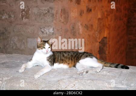 Am Abend legt sich die Katze auf die alte Kalksteinmauer in der Altstadt von Jerusalem, Israel Stockfoto