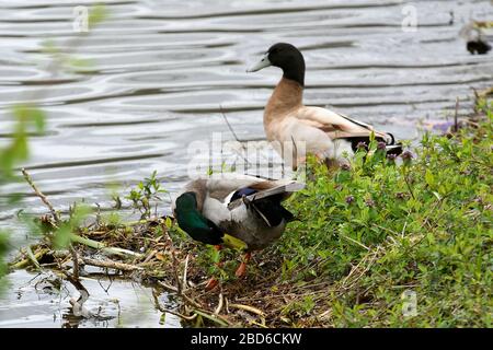 Männliche Gelbe Schwedische und Mallard Duck entlang der Küste Stockfoto