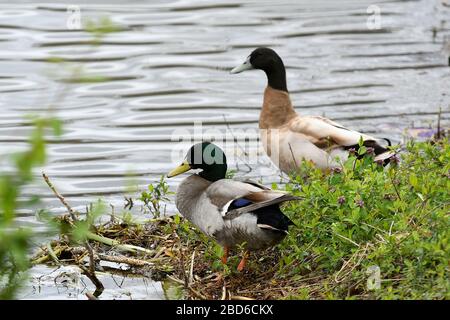 Männliche Gelbe Schwedische und Mallard Duck entlang der Küste Stockfoto