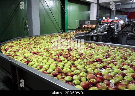 Lacko. Die Wojewodschaft Malopolska (Kleinpolen). Polen. Obstlager und -Verpackung. Stockfoto