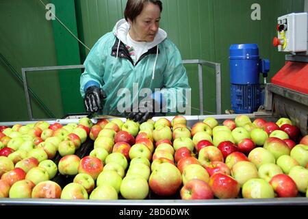 Lacko. Die Wojewodschaft Malopolska (Kleinpolen). Polen. Obstlager und -Verpackung. Stockfoto