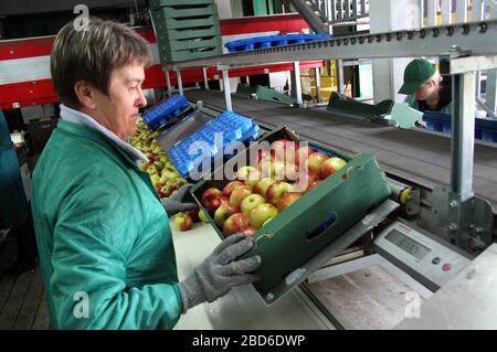 Lacko. Woiwodschaft Malopolska (Kleinpolen). Polen. Obstlager und Verpackungseinrichtung. Handpflücken und Handpacken von Äpfeln. Stockfoto