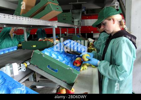 Lacko. Woiwodschaft Malopolska (Kleinpolen). Polen. Obstlager und Verpackungseinrichtung. Handpflücken und Handpacken von Äpfeln. Stockfoto