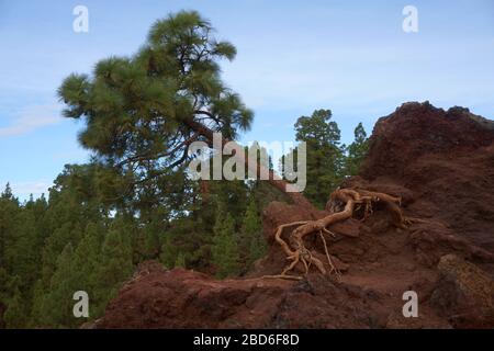 Baum im Wald mit Wurzeln Stockfoto