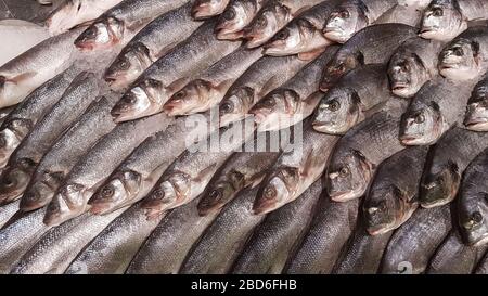 Frischer Seabass und Seabream auf dem Fischmarkt. Gesunde Meeresfrüchte im Eis. Goldkopf und Seevoss. Stockfoto