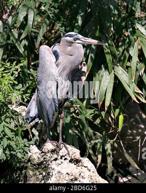 Bleu Heron Vogel Nahaufnahme Profilansicht auf einem Felsen mit Blatthintergrund stehend, das sein blaues Federgefeder, langen Schnabel, Auge in seiner Umgebung zeigt Stockfoto