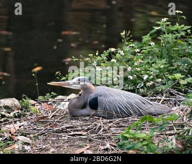 Bleu Heron Vogels close-up Profil anzeigen stehen im Laub seine blauen Gefieder, langen Schnabel, Auge in seiner Umwelt und Umgebung. Stockfoto