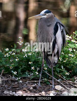 Bleu Heron Vogel Nahaufnahme Profilansicht am Wasser- und Blumenhintergrund mit blauem Gefieders, langem Schnabel, Beinen, Auge in seiner Umgebung Stockfoto