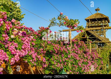 Rosa Blumen wachsen einen Rahmen im Garten des Besucherzentrums des Zasavica Nationalparks, Zasavica, Serbien. Mai 2017. Stockfoto