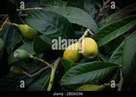 Unreife Früchte von Mislar zwischen den Blättern auf Mislar Baum. Stockfoto