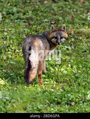 Gray fox Tier close-up Profil anzeigen Anzeigen von seinem Körper, Kopf, Ohren, Augen, Nase, Kopf in seiner Umgebung und Umwelt mit Laub Hintergrund. Stockfoto