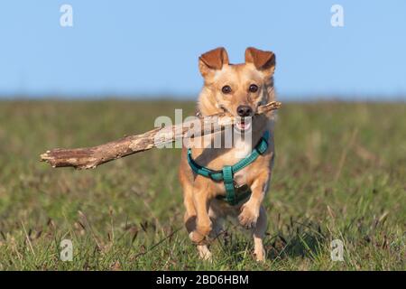 Niedlicher kleiner Hund mit grünem Gurtzeug, der mit einem Holzstab im Mund auf Wiesengras läuft. Konzepte für Haustiere, Tierfreunde, Spiel- und Hundetraining. Stockfoto