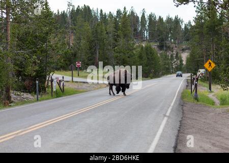 YELLOWSTONE NATIONAL PARK, USA - 12. Juli 2014: Ein großer Bison Bullen, der mit weit entfernten Fahrzeugen im Yellowstone National Park, Wyoming, über die Straße geht Stockfoto