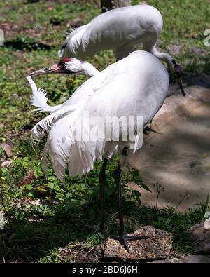 Keuchkrane Vögel nah oben Profilansicht hoch am Wasser stehend und flauschige Flügel in ihrer Umgebung und Umgebung reinigen. Stockfoto