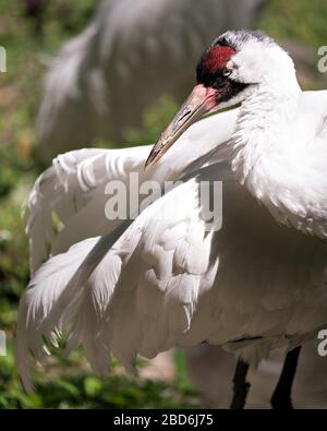 Whooping Krane Vogelkopf Nahaufnahme Profilansicht hoch stehend mit einem Bokeh-Hintergrund in seiner Umgebung und Umgebung. Stockfoto