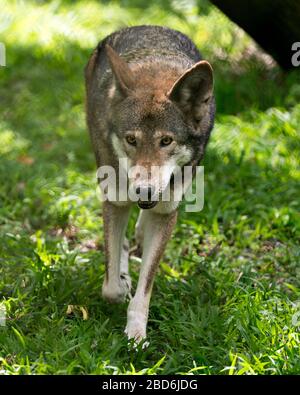 Nahprofilansicht von Red Wolf im Feld mit Blick auf die Kamera, mit braunem Fell, Kopf, Ohren, Augen, Nase und einem bokehaften Hintergrund in der Umgebung Stockfoto