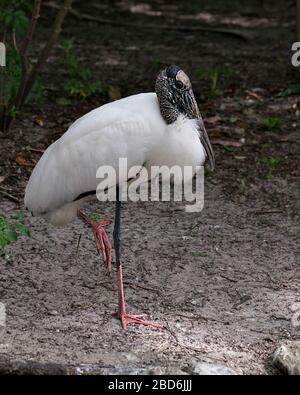 Holzworken-Vogel-Nahprofilansicht auf einem Bein stehend und mit seinem schönen weißen und schwarzen Federkleid, dem Schnabel und den roten Füßen. Stockfoto