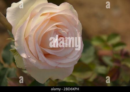 Nahaufnahme eines schönen weißen mit rotem Schatten Rose Knospe, Rosa blüht in einem Garten von West Bengalen, Indien, selektive Fokussierung Stockfoto