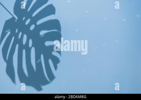 Monstera hinterlässt Schatten auf lebhaftem blauem Hintergrund. Minimales Sommerkonzept mit tropischen Schatten. Kreativer abstrakter Hintergrund mit Kopierbereich für Text. Stockfoto