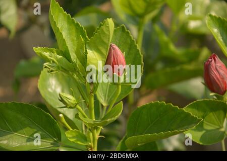 Bud einer roten Farbe china Rose (Hibiscus rosa-sinensis) auch als Chinesische Hibiscus mit jungen grünen Blätter in einem Garten mit unscharfen Hintergrund bekannt und se Stockfoto