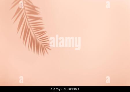 Palmenblättriger Schatten auf lebhaftem rosa Hintergrund. Minimales Sommerkonzept mit tropischen Schatten. Kreativer abstrakter Hintergrund mit Kopierbereich für Text. Stockfoto
