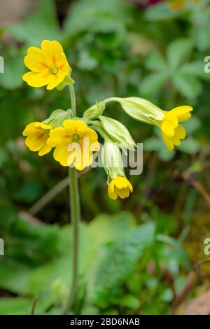 Falsche Oxsip-Blume (Primula vulgaris x veris oder P. x polyantha), ein natürliches Hybridkreuz zwischen Primrose und Cowslip-Wildblumen, Großbritannien Stockfoto