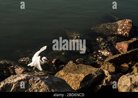 Verschneite Egretta thula (Egretta thula) auf einem Felsen. Florianopolis, Santa Catarina, Brasilien. Stockfoto