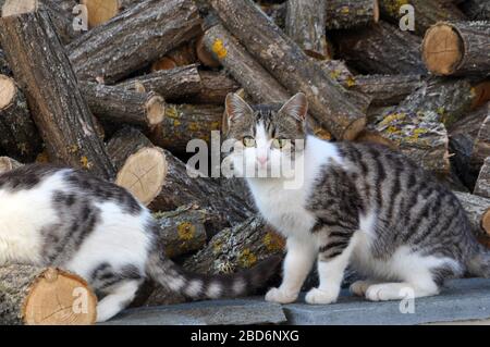 Katzen vor Holz geschnitten für Kamin Stockfoto