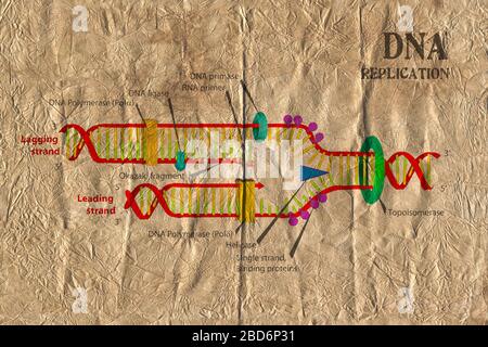 Diagramm der DNA-Replikationsschemata zu sehr alter Papiertextur. Stockfoto