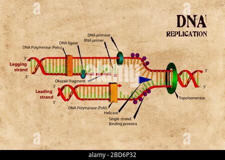 Diagramm der DNA-Replikationsschemata zu sehr alter Papiertextur. Stockfoto