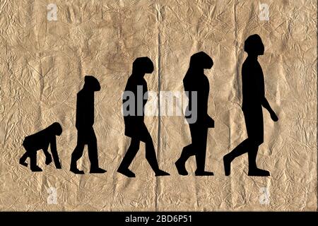 Evolution darwinismus Theorie des Menschen auf sehr altem Faltenpapier. Stockfoto