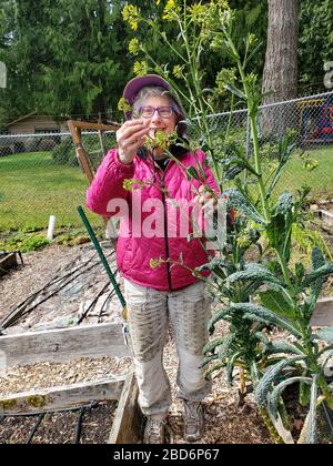 Im Frühjahr kale Blumen im Gemeinschaftsgarten auschecken. Stockfoto