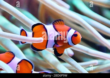 Clown Fish im Aquarium in Birdworld, Surrey, England, Großbritannien Stockfoto