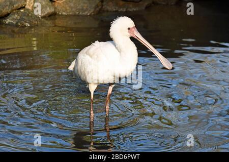 Spoonbill weht in Birdworld, Surrey, England, Großbritannien im Wasser Stockfoto