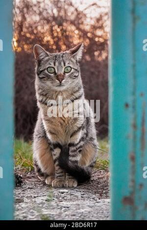 Straßenkatze mit grünen Augen hinter einer blauen Tür und Sonnenuntergang Stockfoto