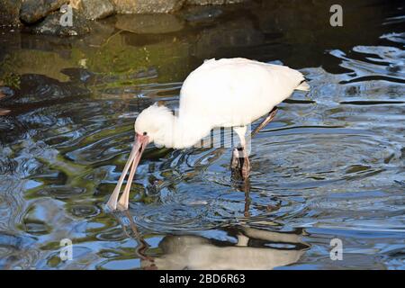 Spoonbill weht in Birdworld, Surrey, England, Großbritannien im Wasser Stockfoto