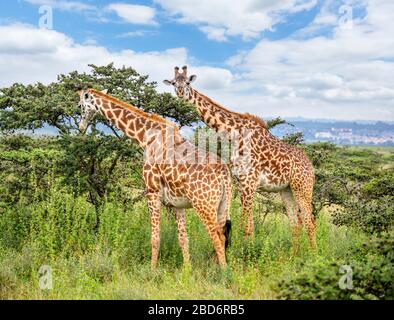 Masai-Giraffe (Giraffa camelopardalis tippelskirchii). Ein Paar Giraffen füttern im Nairobi National Park, Kenia, Ostafrika Stockfoto