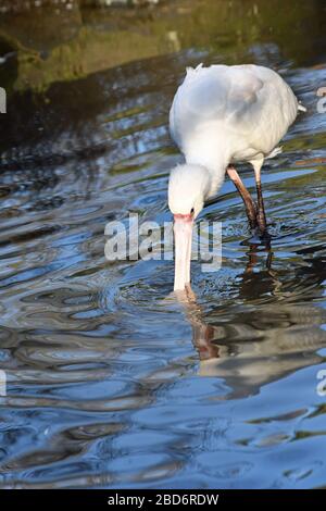 Spoonbill weht in Birdworld, Surrey, England, Großbritannien im Wasser Stockfoto