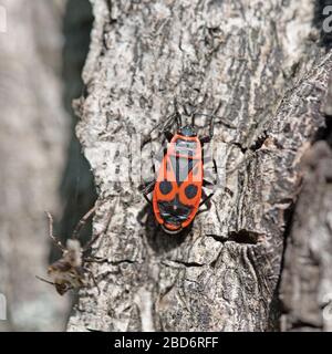 Gemeinsame Feuer Bug, Pyrrhocoris apterus, Lime Tree bark Stockfoto