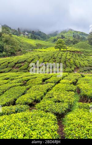 Teeplantage in der Nähe von Brinchang, Cameron Highlands, Malaysia Stockfoto
