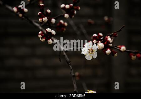 Blüht im Frühjahr auf der Aprikose oder dem Kirschbaum. Blumen, Knospen und Äste auf dem dunklen Backstein. Eine Blume hat sich bereits geöffnet. Stockfoto