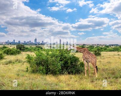 Masai-Giraffe (Giraffa camelopardalis tippelskirchii) mit der Skyline der Stadt, Nairobi National Park, Kenia, Ostafrika Stockfoto