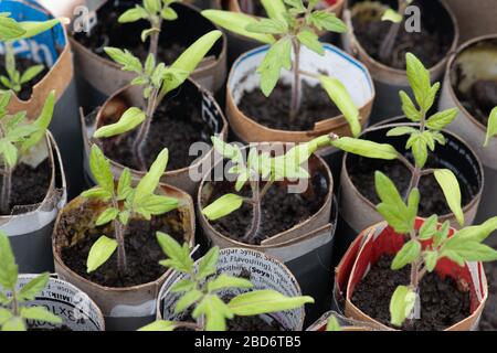 Tomatensämlinge, in selbstgemachten (recycelten) Töpfen. Wachsen Sie Ihre eigenen. Stockfoto