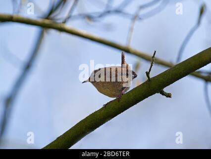 Eurasische Wren, ein sehr winziger Vogel, der auf einem Zweig sitzt Stockfoto