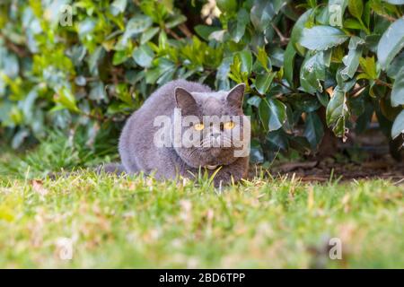 Graue britische Katze spaziert im Sommer im Garten Stockfoto
